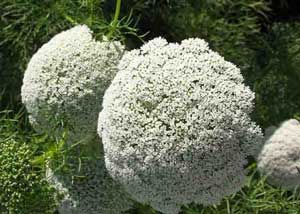 ammi_visnaga_300x214