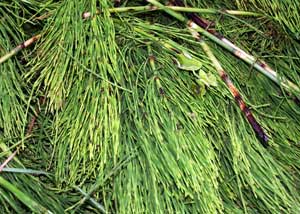 equisetum_arvense_300x214