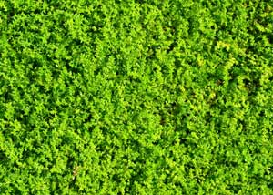 herniaria_glabra_300x214