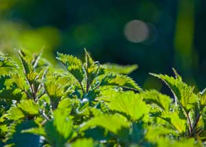 urtica_dioica_300x214