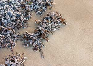 fucus_vesiculosus_300x214