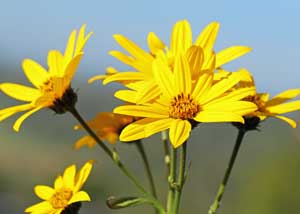 helianthus_tuberosus_300x214