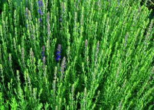 hyssopus_officinalis_300x214