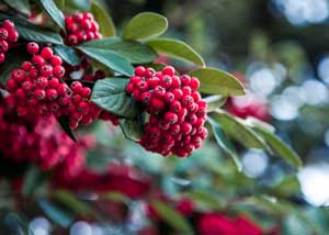 ilex_aquifolium_300x214