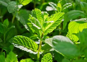 melissa_officinalis_300x214