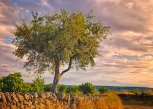 olea_europaea_300x214