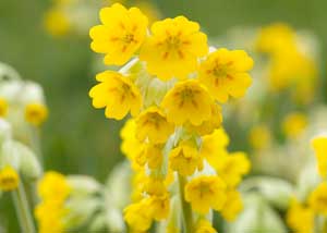 primula_veris_300x214