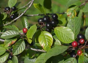 rhamnus_frangula_300x214