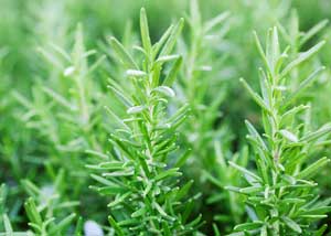 rosmarinus_officinalis_300x214