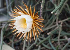 selenicereus_grandiflorus_300x214