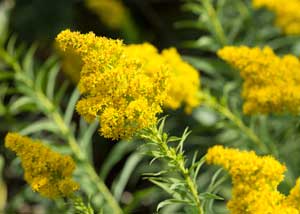 solidago_virgaurea_300x214