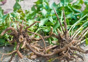 valeriana_officinalis_300x214